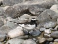 /album/some-overseas-trips/white-browed-wagtail-corbett-park-jpg/